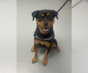 Rottweiler-Unknown Mix Dogs for adoption in St. Cloud, FL, USA