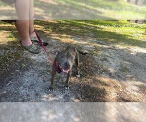 American Pit Bull Terrier-Unknown Mix Dogs for adoption in Ocala, FL, USA