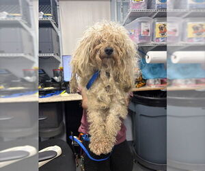 Poodle (Toy)-Unknown Mix Dogs for adoption in Tallahassee, FL, USA