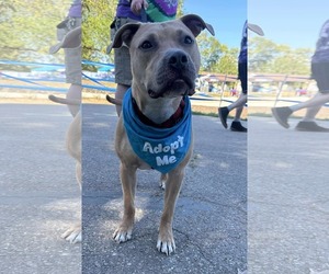 American Pit Bull Terrier-Unknown Mix Dogs for adoption in Germantown, OH, USA