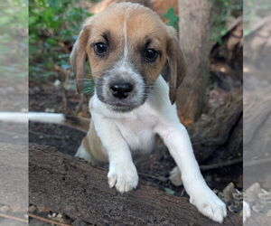 Beagle Dogs for adoption in Brooklyn Center, MN, USA
