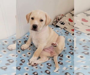 Labrenees Dogs for adoption in Des Moines, IA, USA