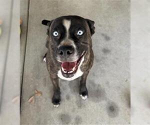 Siberian Husky-Unknown Mix Dogs for adoption in Redlands, CA, USA