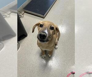 Mutt Dogs for adoption in Newton, NC, USA
