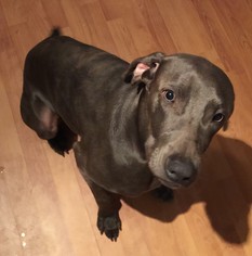 Weimaraner Dogs for adoption in Kennesaw, GA, USA