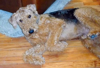 Medium Photo #1 Airedale Terrier Puppy For Sale in Salem, OR, USA
