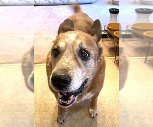 Mutt Dogs for adoption in Rockaway, NJ, USA