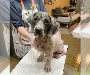 Bagle Hound Dogs for adoption in Benton, LA, USA
