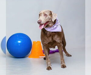 Labrador Retriever Dogs for adoption in Sanford, FL, USA