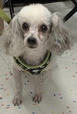 Poodle (Toy) Dogs for adoption in Tampa, FL, USA