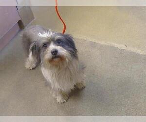 Fox Terrier (Toy) Dogs for adoption in Sacramento, CA, USA