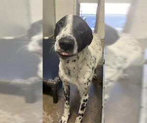 German Shorthaired Pointer-Unknown Mix Dogs for adoption in San Andreas, CA, USA