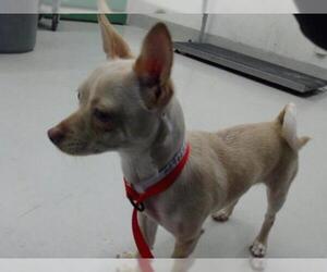 Chihuahua Dogs for adoption in San Francisco, CA, USA