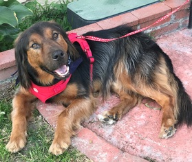 Mutt Dogs for adoption in Petaluma, CA, USA