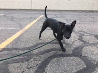 Labrador Retriever-Plott Hound Mix Dogs for adoption in Rowayton, CT, USA