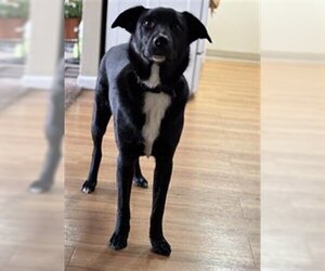 Collie-Labrador Retriever Mix Dogs for adoption in Ogden, UT, USA