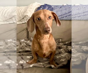 Dachshund Dogs for adoption in Fruitland, SC, USA