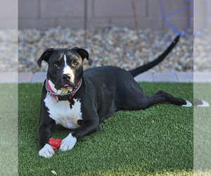 Mutt Dogs for adoption in Vail, AZ, USA