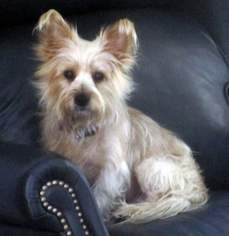 Cairn Terrier-Unknown Mix Dogs for adoption in Suffolk, VA, USA