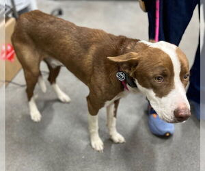Border Collie-Unknown Mix Dogs for adoption in Forestville, MD, USA