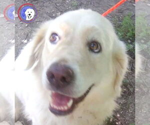 Great Pyrenees Dogs for adoption in Spring, TX, USA