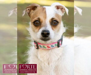 Jack Chi Dogs for adoption in Marina del Rey, CA, USA