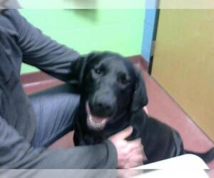 Labrador Retriever Dogs for adoption in Murfreesboro, TN, USA
