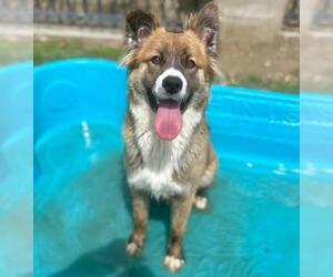 Australian Shepherd Dogs for adoption in Riverside, CA, USA