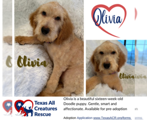 Goldendoodle Dogs for adoption in Lillian, TX, USA