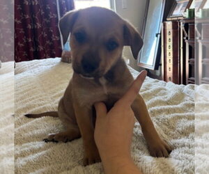 Rottweiler-Unknown Mix Dogs for adoption in Lakewood, CO, USA