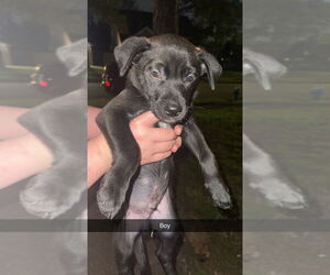 Shepradors Dogs for adoption in Brewster, NY, USA