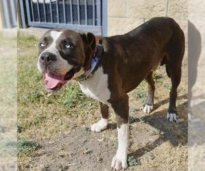 American Staffordshire Terrier-Unknown Mix Dogs for adoption in San Antonio, TX, USA