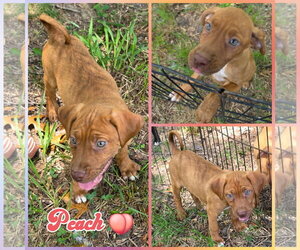 Labrador Retriever-Unknown Mix Dogs for adoption in Blacksburg, SC, USA