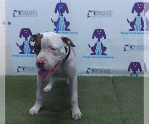 American Pit Bull Terrier-Unknown Mix Dogs for adoption in Orlando, FL, USA