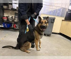 German Shepherd Dog Dogs for adoption in Camarillo, CA, USA