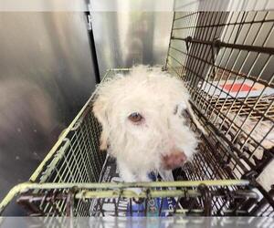 Poodle (Miniature)-Unknown Mix Dogs for adoption in San Antonio, TX, USA