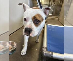 Mutt Dogs for adoption in Santa Maria, CA, USA