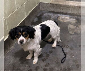 Cocker Spaniel-Unknown Mix Dogs for adoption in Upland, CA, USA