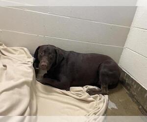 Labrador Retriever Dogs for adoption in Jackson, CA, USA