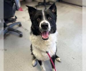 Border Collie-Siberian Husky Mix Dogs for adoption in Stockton, CA, USA