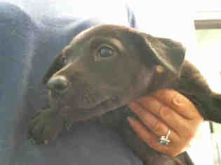Medium Photo #1 Shepradors Puppy For Sale in Tulsa, OK, USA