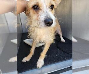 Mutt Dogs for adoption in San Antonio, TX, USA