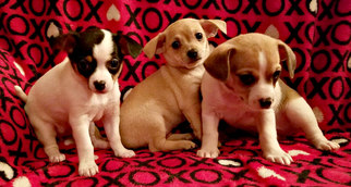 Chiweenie Dogs for adoption in vacaville, CA, USA