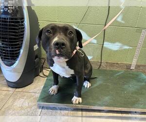 American Staffordshire Terrier-Unknown Mix Dogs for adoption in Grand Prairie, TX, USA