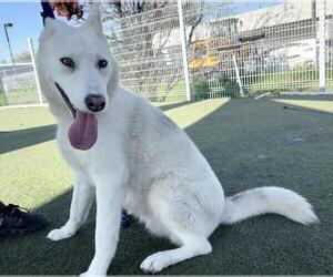 Gerberian Shepsky Dogs for adoption in Martinez, CA, USA