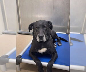 Great Dane-Unknown Mix Dogs for adoption in Santa Maria, CA, USA