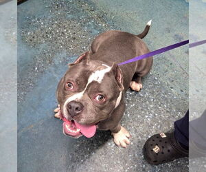 Staffordshire Bull Terrier-Unknown Mix Dogs for adoption in Chico, CA, USA