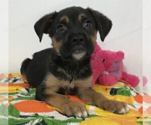 Rottweiler-Unknown Mix Dogs for adoption in Phoenix , AZ, USA