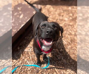 American Pit Bull Terrier-Labrador Retriever Mix Dogs for adoption in Waterford, VA, USA