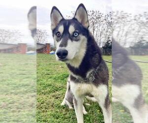 Siberian Husky Dogs for adoption in Griffin, GA, USA